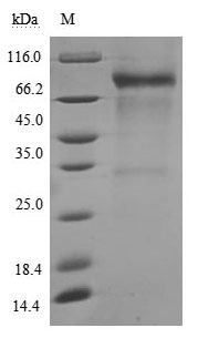 Greater than 90% as determined by SDS-PAGE.Recombinant Human Membrane Cofactor Protein (CD46) Protein (hFc), Active