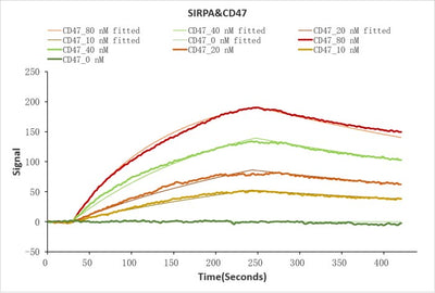 Human SIRPA protein His/Myc tag captured on COOH chip can bind Human CD47 protein Fc tag with an affinity constant of 19.1 nM as detected by LSPR Assay. Biological Activity AssayRecombinant Human Leukocyte Surface Antigen Cd47 (CD47) Protein (hFc), Active
