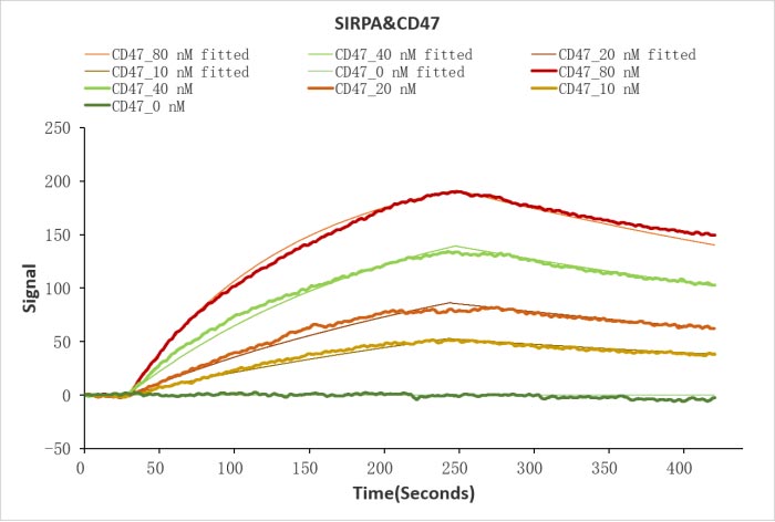 Human SIRPA protein His/Myc tag captured on COOH chip can bind Human CD47 protein Fc tag with an affinity constant of 19.1 nM as detected by LSPR Assay. Biological Activity AssayRecombinant Human Leukocyte Surface Antigen Cd47 (CD47) Protein (hFc), Active