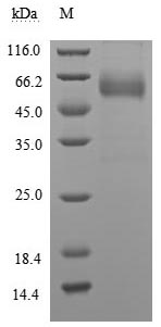 Greater than 90% as determined by SDS-PAGE.Recombinant Human Leukocyte Surface Antigen Cd47 (CD47) Protein (hFc), Active