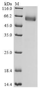 Greater than 90% as determined by SDS-PAGE.