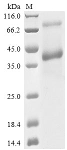 Greater than 85% as determined by SDS-PAGE.
