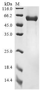 Greater than 90% as determined by SDS-PAGE.Biotinylated Recombinant Human T-Cell Antigen Cd7 (CD7) Protein (mFc-Avi)