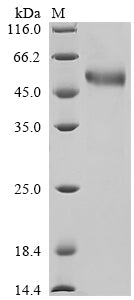 Greater than 85% as determined by SDS-PAGE.