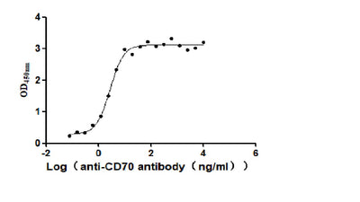 Activity Measured by its binding ability in a functional ELISA. Immobilized Human CD70 at 2 μg/ml can bind Anti-CD70 antibody, the EC 50 is 2.414-3.196 ng/mL. Biological Activity Assay