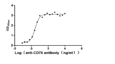 Activity Measured by its binding ability in a functional ELISA. Immobilized Human CD70 at 2 μg/ml can bind Anti-CD70 antibody, the EC 50 is 2.414-3.196 ng/mL. Biological Activity AssayRecombinant Human Cd70 Antigen (CD70) Protein (His), Active