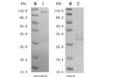 Greater than 92.5% as determined by SDS-PAGE.