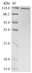 Greater than 90% as determined by SDS-PAGE.