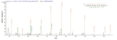 Based on the SEQUEST from database of Mammalian Cell host and target protein, the LC-MS/MS Analysis result of this product could indicate that this peptide derived from Mammalian Cell-expressed Homo sapiens (Human) CD8A.