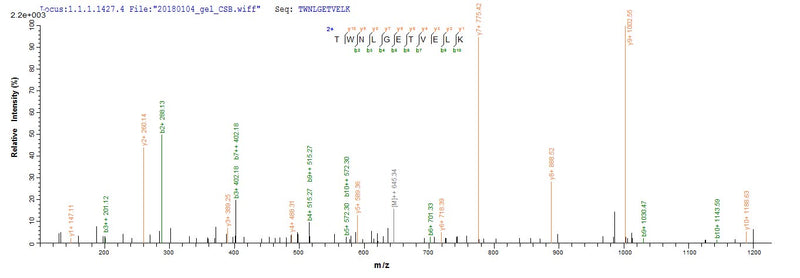 Based on the SEQUEST from database of Mammalian Cell host and target protein, the LC-MS/MS Analysis result of this product could indicate that this peptide derived from Mammalian Cell-expressed Homo sapiens (Human) CD8A.