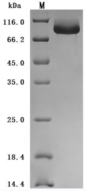 Greater than 95% as determined by SDS-PAGE.Recombinant Mouse Complement Component C1Q Receptor (CD93) Protein (His), Active