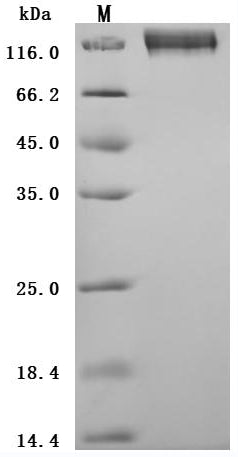 Greater than 95% as determined by SDS-PAGE.Recombinant Human Carcinoembryonic Antigen-Related Cell Adhesion Molecule 5 (CEACAM5) Protein (His), Active