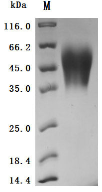 Greater than 95% as determined by SDS-PAGE.Recombinant Human Carcinoembryonic Antigen-Related Cell Adhesion Molecule 6 (CEACAM6) Protein (His), Active