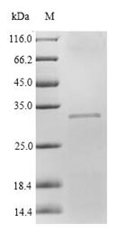 Greater than 90% as determined by SDS-PAGE.Recombinant Rat Complement Factor D (CFD) Protein (His&Myc)