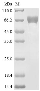 Greater than 85% as determined by SDS-PAGE.