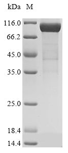 Greater than 85% as determined by SDS-PAGE.Recombinant Mouse Complement Factor I (CFI) Protein (His&Myc)