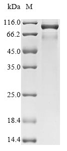 Greater than 85% as determined by SDS-PAGE.Recombinant Rat Complement Factor I (CFI) Protein (His&Myc)