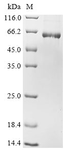 Greater than 85% as determined by SDS-PAGE.Recombinant Mouse Properdin (CFP) Protein (His&Myc)