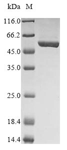 Greater than 85% as determined by SDS-PAGE.Recombinant Mouse Cytoskeleton-Associated Protein 4 (CKAP4) Protein (His&Myc)