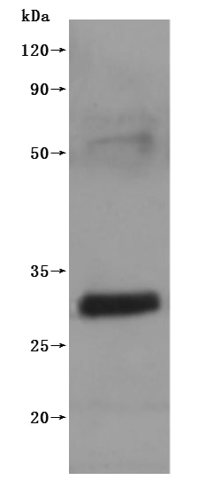 this product is detected by Mouse anti-6*His monoclonal antibody.Recombinant Mouse Claudin-18 (CLDN18) Protein (His), Active