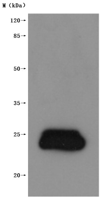 this product is detected by Mouse anti-6*His monoclonal antibody.Recombinant Human Claudin-3 (CLDN3) Protein (His), Active