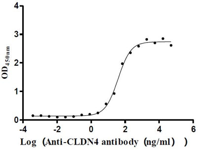 Activity Measured by its binding ability in a functional ELISA. Immobilized Human CLDN4 at 5 μg/ml can bind Anti-CLDN4 recombinant antibody , the EC 50 is 29.56-50.75 ng/mL. Biological Activity AssayRecombinant Human Claudin-4 (CLDN4) Protein (His), Active