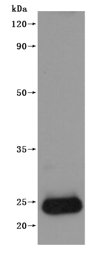 this product is detected by Mouse anti-6*His monoclonal antibody.Recombinant Human Claudin-4 (CLDN4) Protein (His), Active
