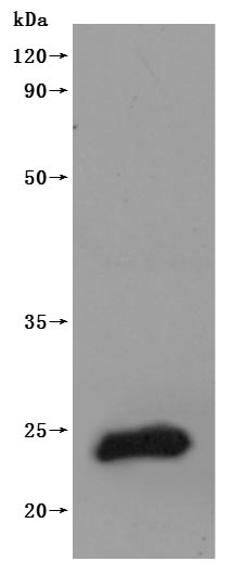 this product is detected by Mouse anti-6*His monoclonal antibody.Recombinant Human Claudin-9 (CLDN9) Protein (His), Active