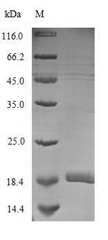 Greater than 90% as determined by SDS-PAGE.