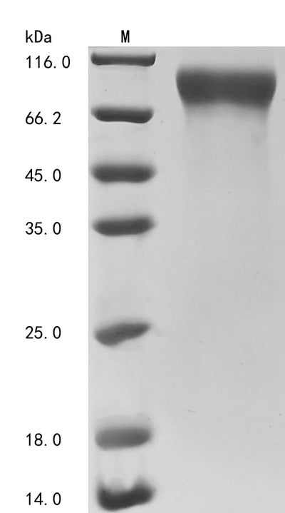 Greater than 90% as determined by SDS-PAGE.