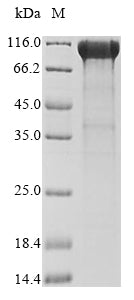 Greater than 85% as determined by SDS-PAGE.