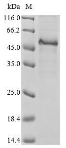 Greater than 85% as determined by SDS-PAGE.Recombinant Human Cancer/Testis Antigen 1 (CTAG1A) Protein (hFc-Myc)