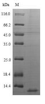 Greater than 90% as determined by SDS-PAGE.Recombinant Human C-X-C Motif Chemokine 10 (CXCL10) Protein (His-Myc)