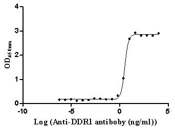 Activity Measured by its binding ability in a functional ELISA. Immobilized Human DDR1 at 2 μg/ml can bind Anti-DDR1 recombinant antibody , the EC 50 is 2.824-3.810 ng/mL. Biological Activity AssayRecombinant Human Epithelial Discoidin Domain-Containing Receptor 1 (DDR1) Protein (His), Active