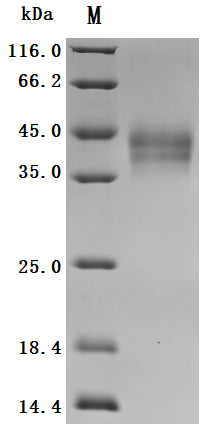 Greater than 95% as determined by SDS-PAGE.