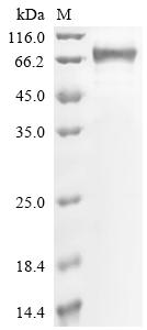Greater than 85% as determined by SDS-PAGE.Recombinant Human Desmoglein-3 (DSG3) Protein (His)