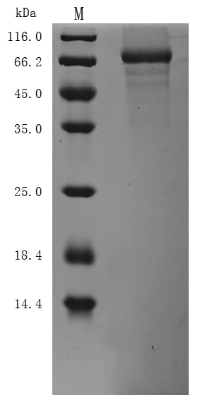 Greater than 85% as determined by SDS-PAGE.Recombinant Mouse Desmoglein-3 (DSG3) Protein (His), Active