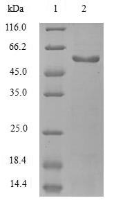 Greater than 90% as determined by SDS-PAGE.Recombinant Mouse Egf-Containing Fibulin-Like Extracellular Matrix Protein 1 (EFEMP1) Protein (Flag-Myc)