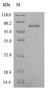 Greater than 90% as determined by SDS-PAGE.Recombinant Human Ephrin-A5 (EFNA5) Protein (hFc), Active