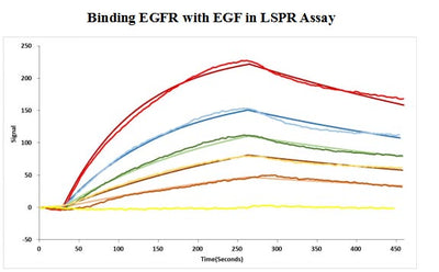 Human EGF protein captured on COOH chip can bind Human EGFR protein, his and Myc tag with an affinity constant of 11.9nM as detected by LSPR Assay. Biological Activity AssayRecombinant Human Epidermal Growth Factor Receptor (EGFR) Protein (His&Myc), Active