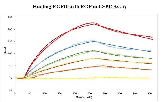 Human EGF protein captured on COOH chip can bind Human EGFR protein, his and Myc tag with an affinity constant of 11.9nM as detected by LSPR Assay. Biological Activity Assay