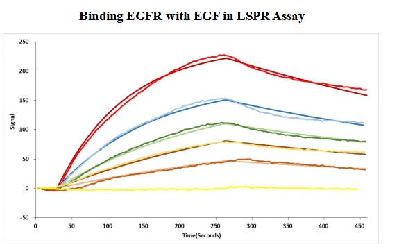 Human EGF protein captured on COOH chip can bind Human EGFR protein, his and Myc tag with an affinity constant of 11.9nM as detected by LSPR Assay. Biological Activity AssayRecombinant Human Epidermal Growth Factor Receptor (EGFR) Protein (His&Myc), Active