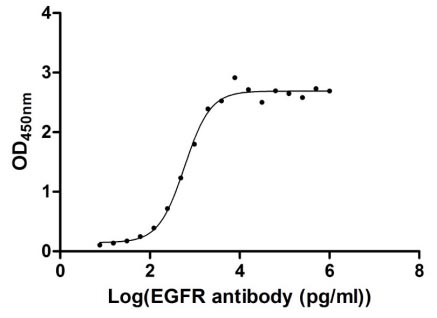 Measured by its binding ability in a functional ELISA. Immobilized EGFR at 1 μg/ml can bind Anti-EGFR recombinant antibody, the EC50 of human EGFR protein is 2.867-3.571 ng/ml. Biological Activity AssayRecombinant Human Epidermal Growth Factor Receptor (EGFR) Protein (His&Myc), Active