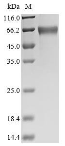Greater than 90% as determined by SDS-PAGE.Recombinant Horse Erythropoietin (EPO) Protein (hFc)