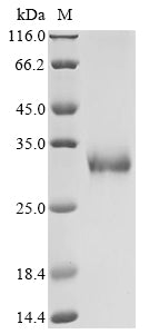 Greater than 90% as determined by SDS-PAGE.