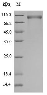 Greater than 95% as determined by SDS-PAGE.