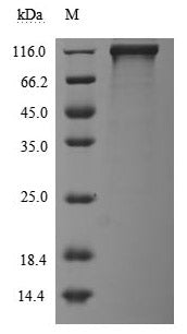Greater than 95% as determined by SDS-PAGE.Recombinant Human Receptor Tyrosine-Protein Kinase Erbb-3 (ERBB3) Protein (hFc), Active