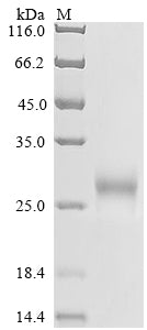 Greater than 85% as determined by SDS-PAGE.Recombinant Human Low Affinity Immunoglobulin Gamma Fc Region Receptor Ii-B (FCGR2B) Protein (His)