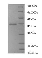 Greater than 90% as determined by SDS-PAGE.