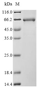 Greater than 85% as determined by SDS-PAGE.